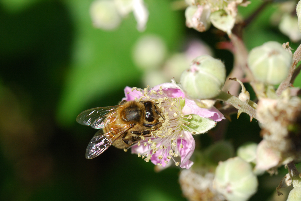 macro_024 .jpg